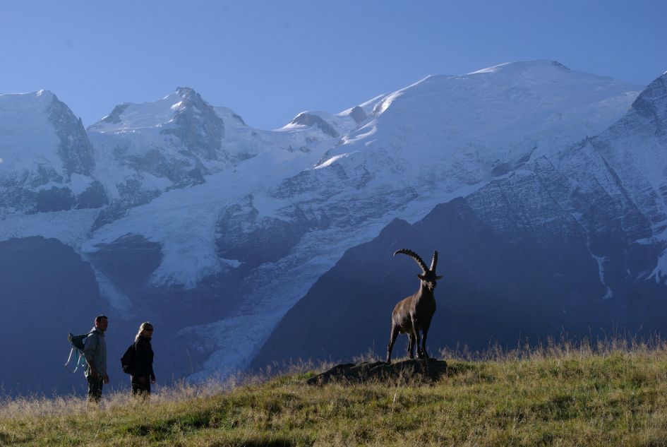 Parc de Merlet Animal Park in Chamonix