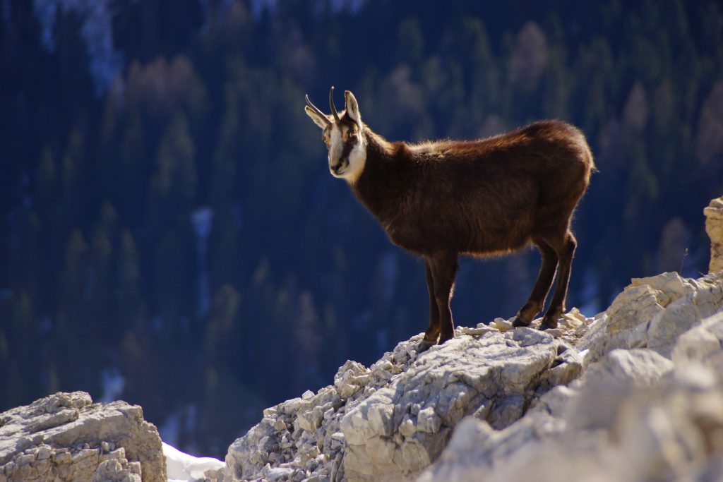 Animals in the Alps - Mountain Animals and Where You Can Find Them