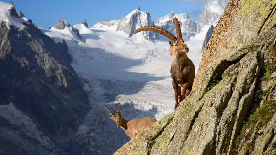 Animals in the Alps - Mountain Animals and Where You Can Find Them