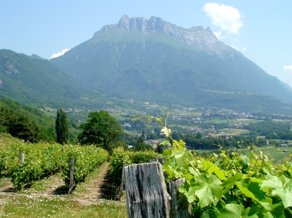 Picnic with an Independent Winegrower in the Savoie vineyards Savoie vineyards are some of the most picturesque settings in France. Featuring rolling green hills and mountains across the backdrop, they offer a fantastic experience for all ages to enjoy!