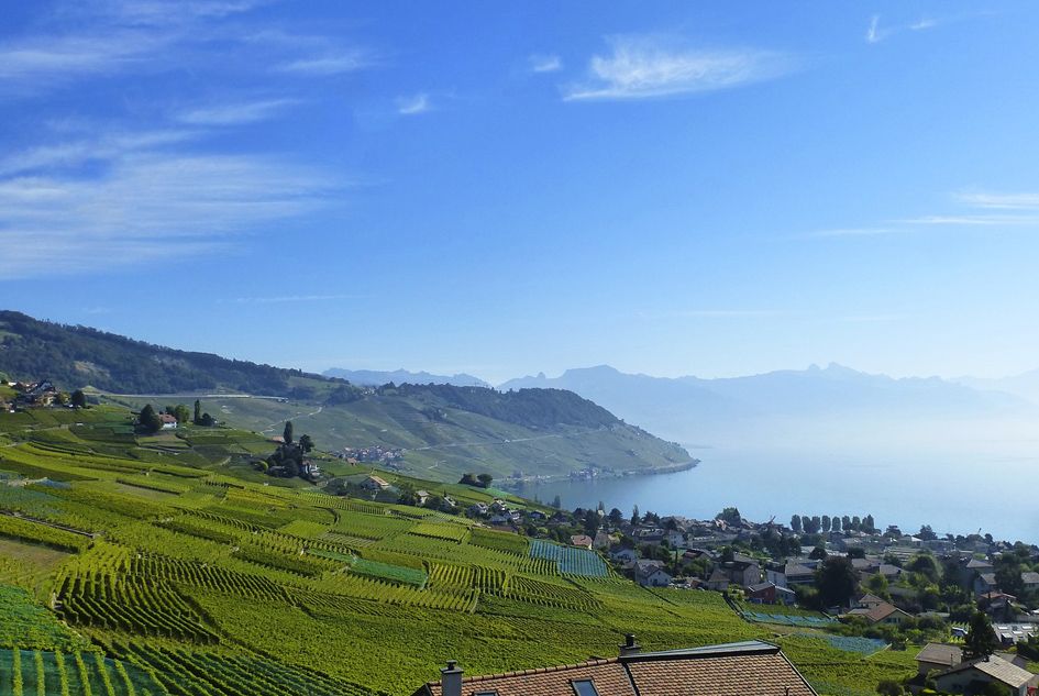 Vineyard Tour Alps