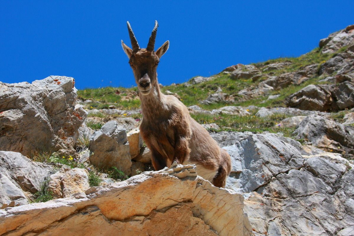 ibex Vanoise National Park, ibex in the Alps, alpine ibex