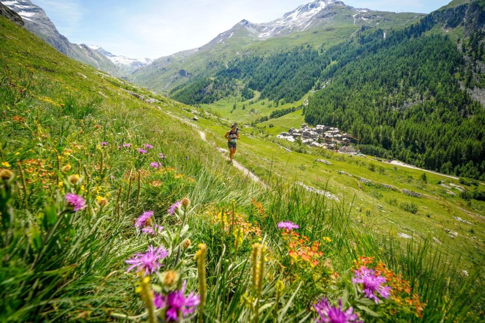 flora and fauna Val d'Isere, flora and fauna Vanoise National Park, Vanoise NAtional Park holiday, alpine flowers in the Alps 