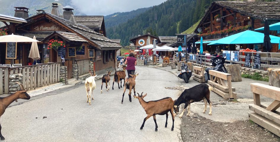 The goats of Les Lindarets Goats at Les Lindarets