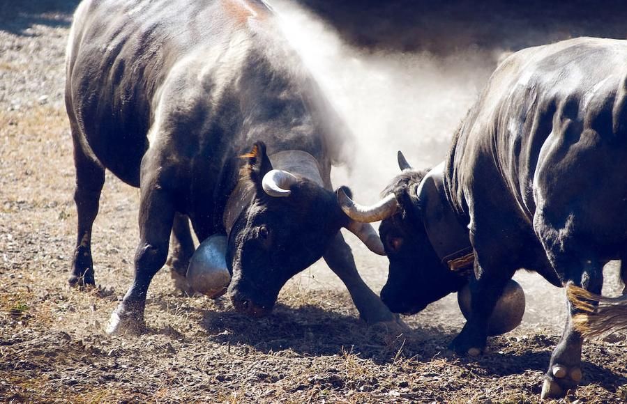 cow fighting in Vervier, cow fighting int he Swiss Alps