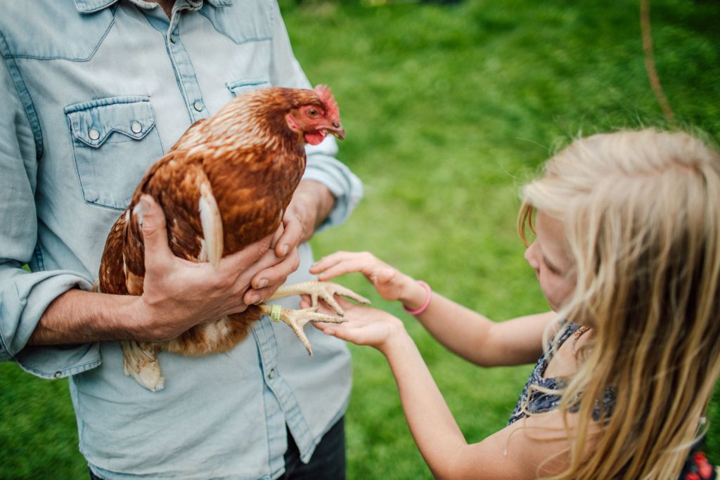Introducing Home-Reared Chickens to Guests A young girl looks at a chicken in the arms of a man.