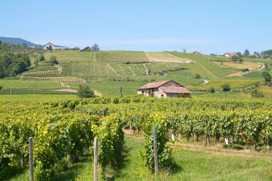 Vignobles de Savoie, Les Marche. Credit: aurelienantoine (via Canva) A photo of a Savoie vineyard showcasing rolling green hills and blue skies with rustic buildings dotted throughout.
