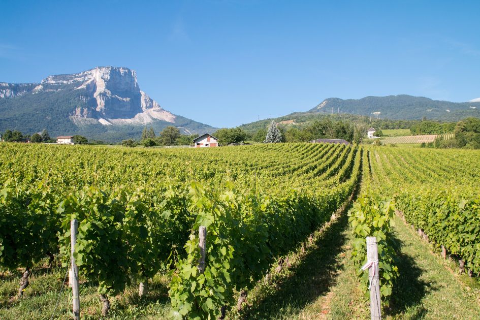 Vignobles de Savoie a Apremont. Credit: aurelienantoine (via Canva) Views of Savoie vineyard, Apremont, picturing blue skies, green grapevines and mountain views in the background.