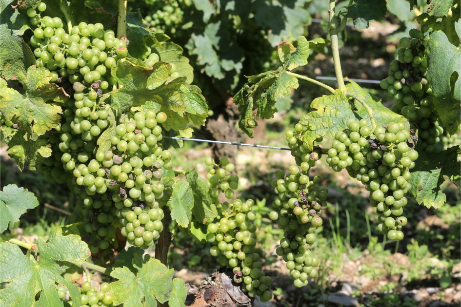 Vineyard of Chignin, Savoie. Credit: Catherine Leblanc (via Canva) Close up photo of the grapes found in the vineyard of Chignin - one of many Savoie vineyards in France!